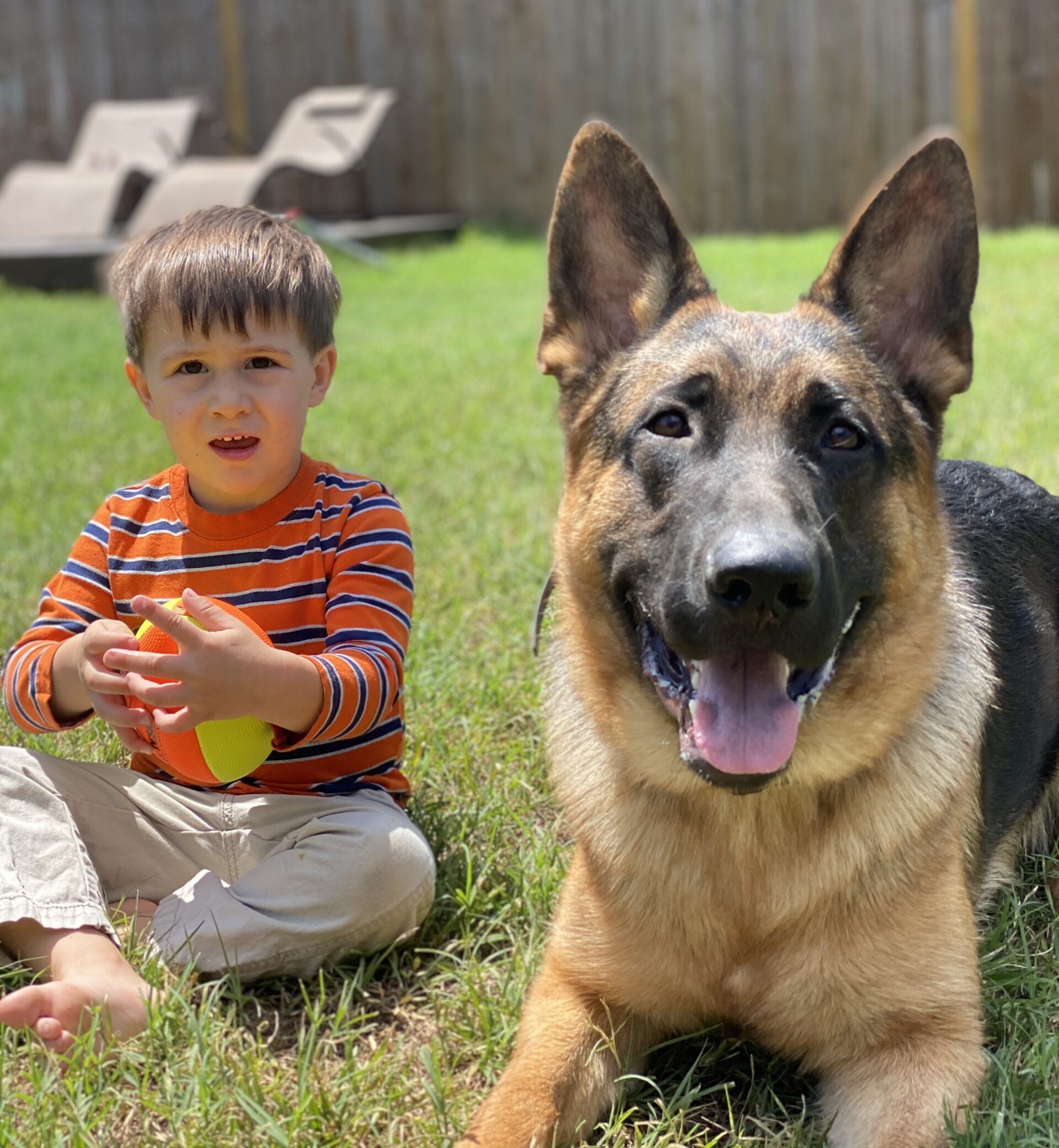 family protection dog guards child