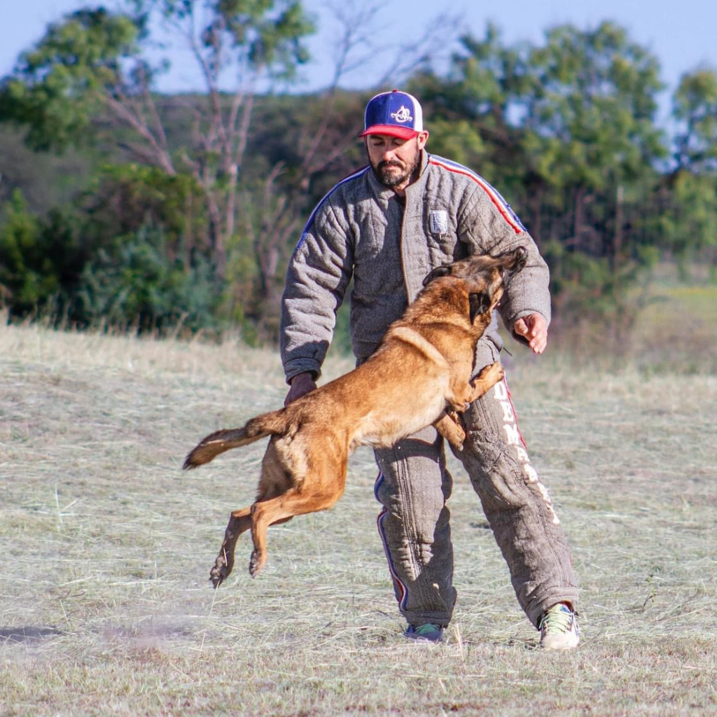 protection Dog Training